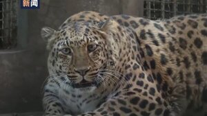 Un zoo de China pondrá a dieta a un leopardo obeso que causa furor entre los visitantes