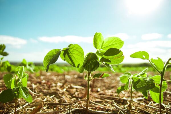 Unión de Gremios de la Producción asegura que el 99,9% de la soja cultivada en 2022, no afectó a zonas con bosques nativos - MarketData
