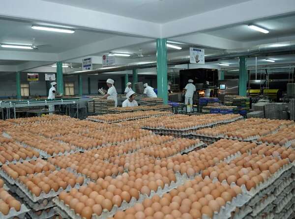 Escasez de huevos: producción de ponedoras no se puede aumentar solo porque exista mayor demanda, dicen desde Avipar - Nacionales - ABC Color