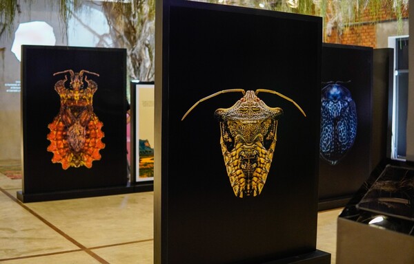 Chake Bicho: primera exhibición sobre insectos autóctonos del Paraguay en el MuCi - .::Agencia IP::.