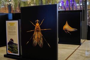 MuCi revela fascinante exhibición de insectos autóctonos del Paraguay - Unicanal