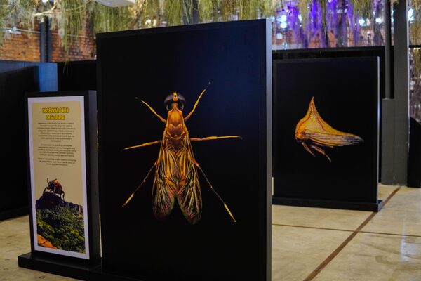 MuCi revela fascinante exhibición de insectos autóctonos del Paraguay - Unicanal