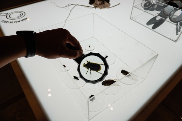 "Chake Bicho": ¡Descubre el mundo de la entomología en nueva exhibición de MuCi! - trece