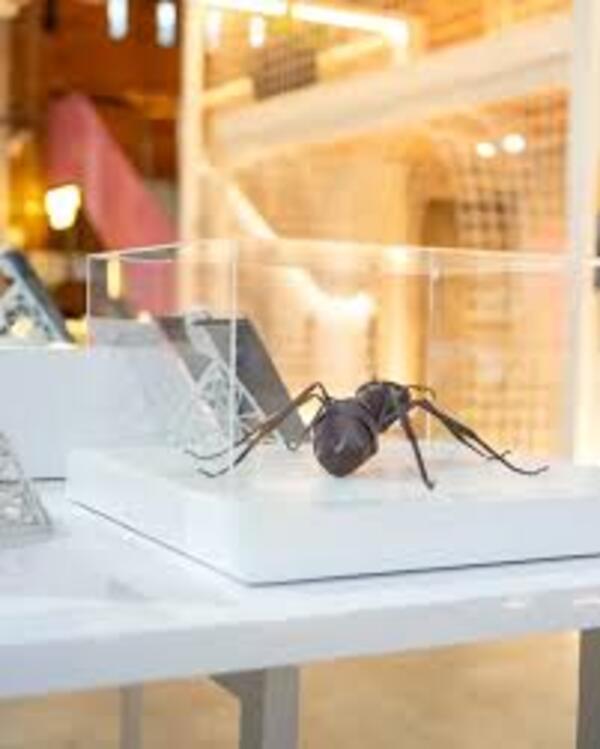 MuCi inaugura su primera exhibición propia sobre insectos del Paraguay
