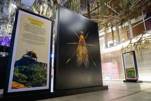 “Cháke Bicho”, una muestra para aprender sobre los insectos en el MuCi - Cultura - ABC Color