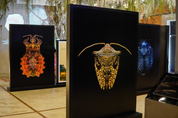 MuCi inauguró su primera exhibición propia sobre insectos del Paraguay | 1000 Noticias