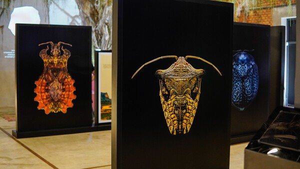 Invitan a exhibición interactiva sobre insectos del Paraguay