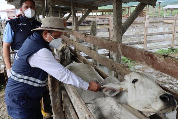 Vacunación antiaftosa presenta un avance del 70% - trece