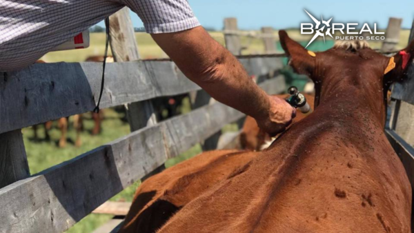 Más de 6 millones de bovinos inmunizados contra la aftosa - Unicanal
