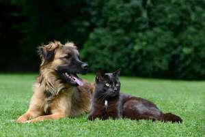 Los perros sufren más el calor que los gatos, ¿por qué? - Mascotas - ABC Color