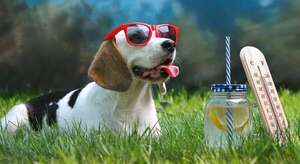 Cada cuánto debo cambiarle el agua a mi perro cuando hace calor - Mascotas - ABC Color