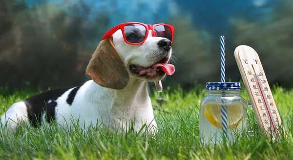 Cada cuánto debo cambiarle el agua a mi perro cuando hace calor - Mascotas - ABC Color