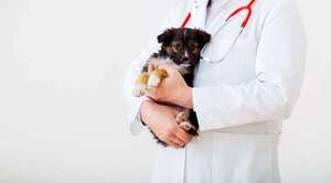 Comunicación deficiente con el veterinario: una señal de alerta para la salud de tu mascota - Mascotas - ABC Color