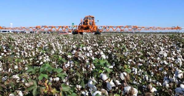 La Nación / Envíos de fibras de algodón crecieron más de 500 %