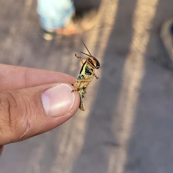 Langostas en el Chaco: SENAVE aplica fitosanitarios en diversos campos