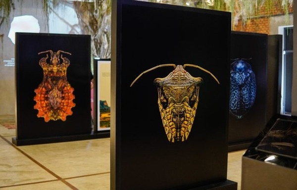 ¡Chake Bicho! Invitan a la primera exhibición sobre insectos autóctonos del Paraguay - Megacadena - Diario Digital