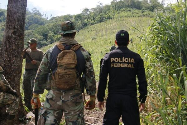 Anularon 200 toneladas de marihuana en Amambay