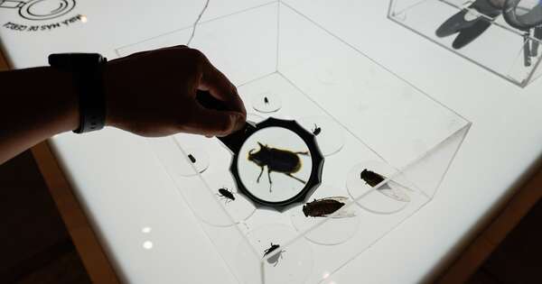 La Nación / Abren muestra “Cháke Bicho” sobre insectos del Paraguay