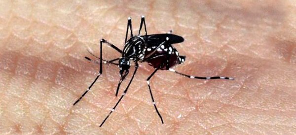 Brasil: Los casos de dengue en 2024 ya superan el total del año anterior