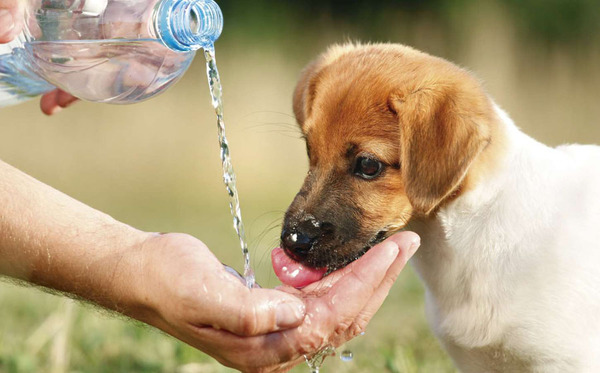 Defensa Animal insta a proteger a mascotas ante ola de calor - trece