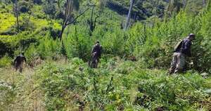 Diario HOY | Destruyen 12 mil kilos de marihuana halladas en una zona boscosa de Amambay