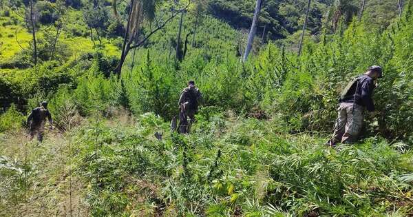 Diario HOY | Destruyen 12 mil kilos de marihuana halladas en una zona boscosa de Amambay