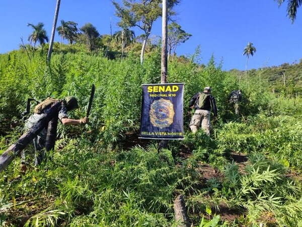 Senad saca de circulación 12 mil kilos de marihuana en Amambay