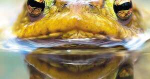 La Nación / No seamos como el sapo en agua caliente
