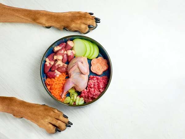 Cómo adaptar la alimentación de tu perro al calor - Mascotas - ABC Color