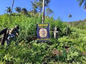 Anulan 4 hectáreas de plantaciones de marihuana en Bella Vista Norte | 1000 Noticias