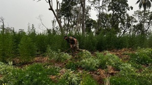 Sacan fuera de circulación 12.000 kilos de marihuana