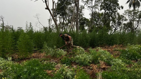 Sacan fuera de circulación 12.000 kilos de marihuana