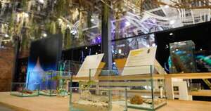 Diario HOY | MuCi inaugura su primera exhibición propia sobre insectos del Paraguay
