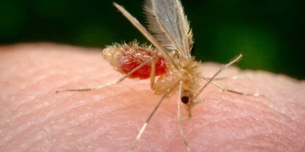 Cuatro casos de Leishmaniasis Tegumentaria detectados en Paraguarí