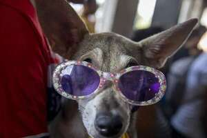 Perros disfrazados en busca de la bendición de  San Lázaro; una pintoresca tradición - Mascotas - ABC Color