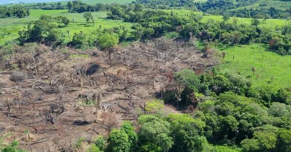 Diario HOY | Operación Restaurar: inicia plan para recuperar bosques afectados por narcotráfico