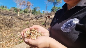 Arranca plan de restauración de bosques deforestados por el narcotráfico
