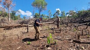 Arranca plan de restauración de bosques afectados por el narcotráfico