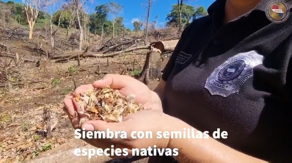 SENAD inicia plan de restauración de bosques afectados por el narcotráfico