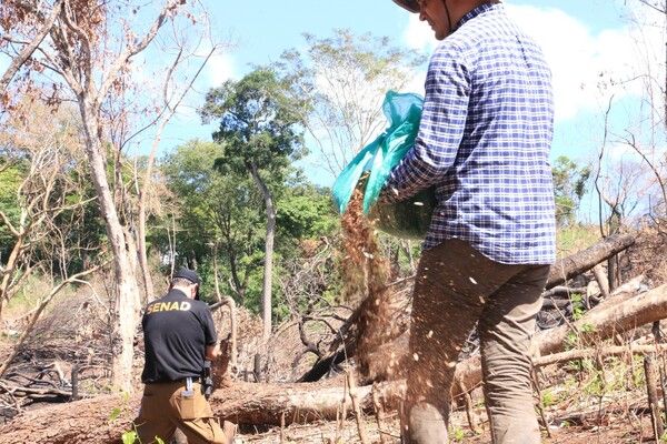 SENAD inicia plan piloto para restaurar bosques afectados por cultivos ilícitos - .::Agencia IP::.
