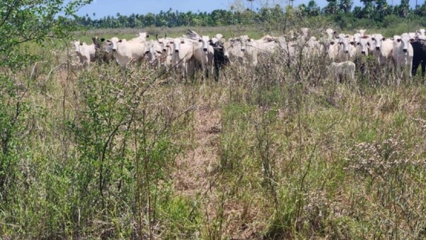 Tras ardua búsqueda, Policía recupera en el Chaco más de 130 vacunos robados de Bolivia