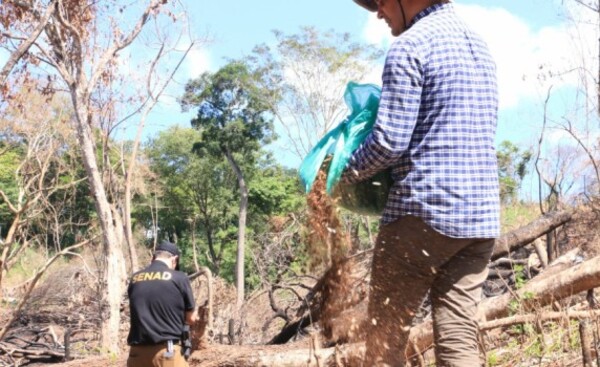 Buscan restaurar bosques afectados por cultivos de marihuana