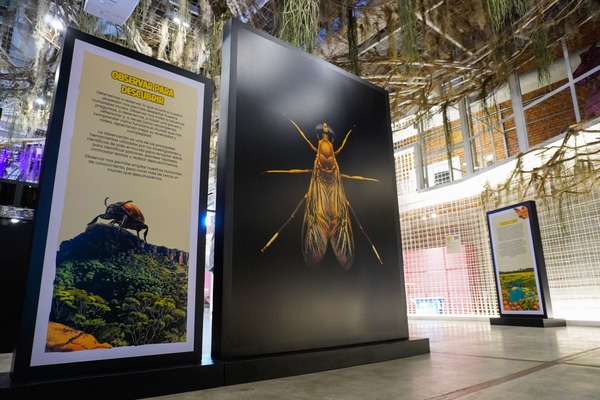 MuCi inauguró su primera exhibición propia sobre insectos del Paraguay - San Lorenzo Hoy