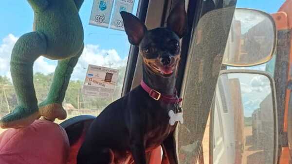 Nina camionera, la perrita que recorre rutas con su humana