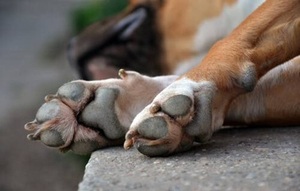 Investigan muerte de perro a manos de niño de 11 años en Limpio - Noticiero Paraguay