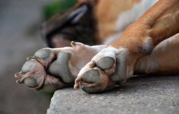Investigan muerte de perro a manos de niño de 11 años en Limpio - Noticiero Paraguay