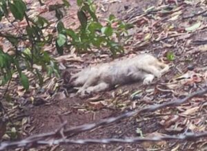 Investigarán a niño de 11 años por asesinar a golpes a un perro