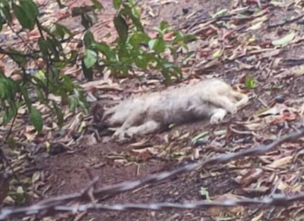 Investigarán a niño de 11 años por asesinar a golpes a un perro