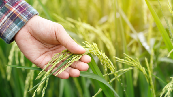 Producción de arroz presenta importante avance y esperan cosecha de 900 mil tn. en mayo. - trece