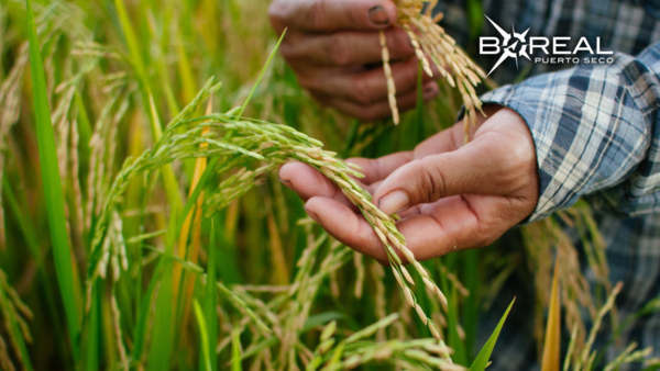 Feparroz registra un avance del 70% en producción de arroz pese a ola de calor - Unicanal
